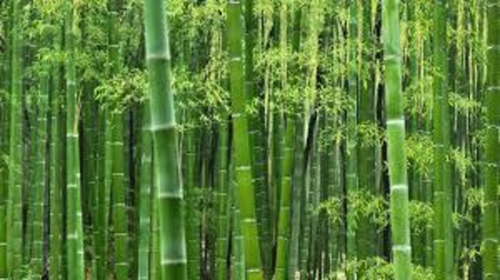 Discover everything about Maharashtra's Atal Bamboo Samruddhi Yojana 2024 - from eligibility and subsidies to implementation.